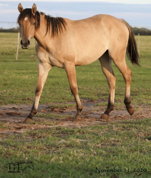 Miss Dunamita's 2019 Dun Filly